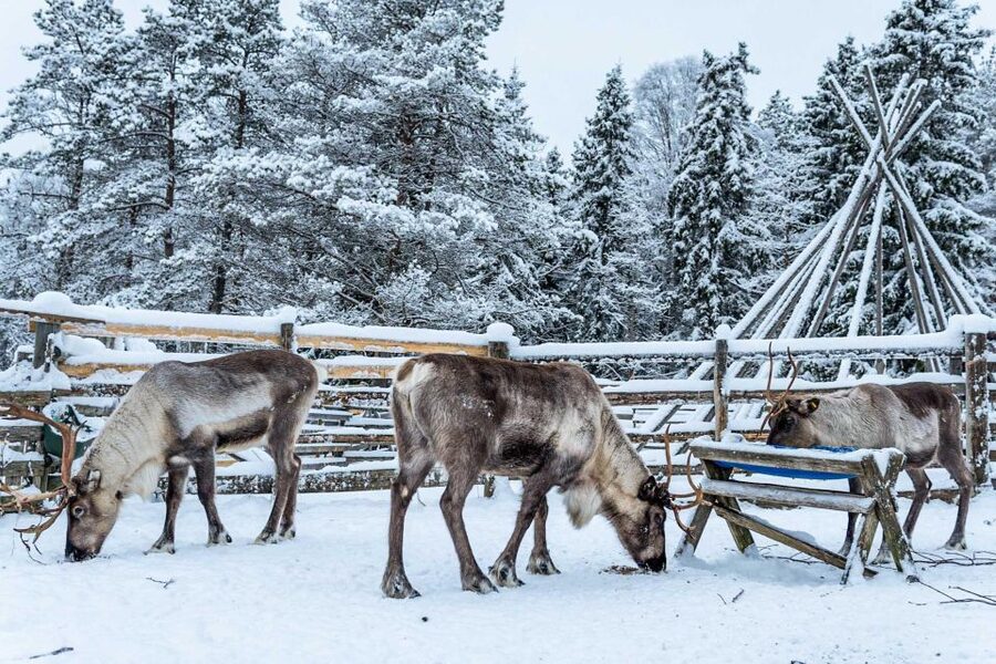 Rovaniemi: Local Reindeer Farm Visit with Sleigh Ride - Warm-up in a kota hut: hot drinks, snacks, and herding stories