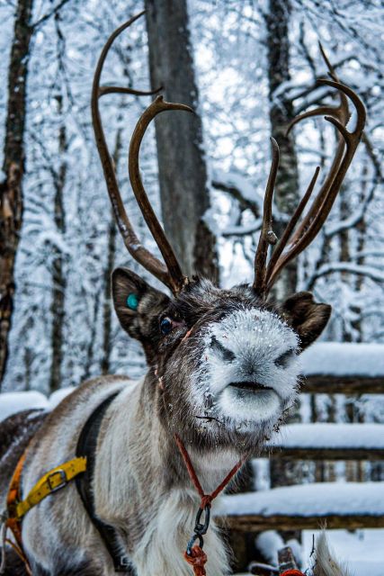 Rovaniemi: Local Reindeer Farm Visit with Sleigh Ride - Meeting and feeding reindeer: close, calm, and still respectful