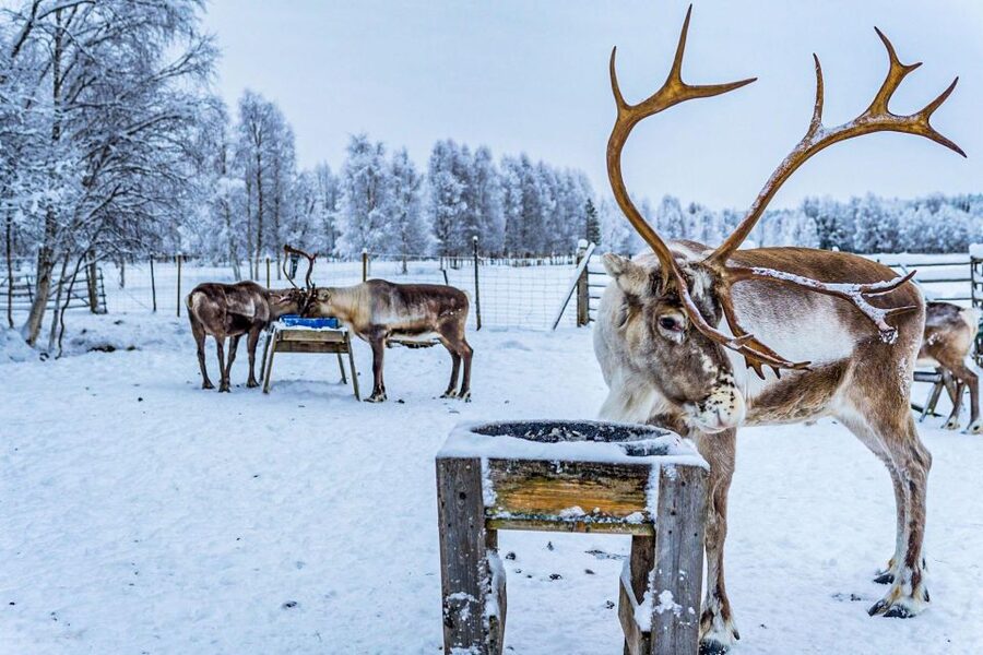 Rovaniemi: Local Reindeer Farm Visit with Sleigh Ride - Who this tour suits best (and who should adjust expectations)