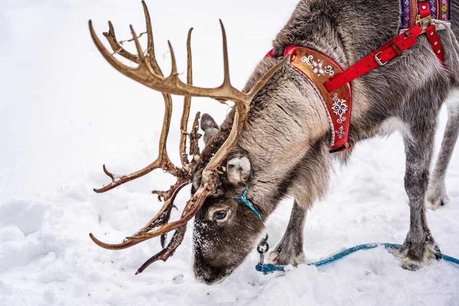 Rovaniemi: Local Reindeer Farm Visit with Sleigh Ride - Getting there smoothly: minivan pickup and the 35–40 minute run