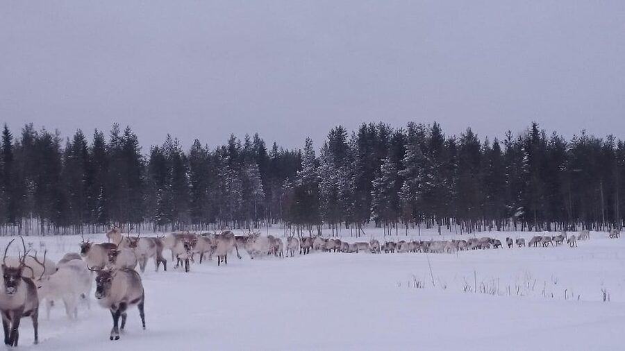 Rovaniemi: Private Reindeer Farm Visit and Walk-Along - Key Highlights You’ll Actually Feel During the 2 Hours