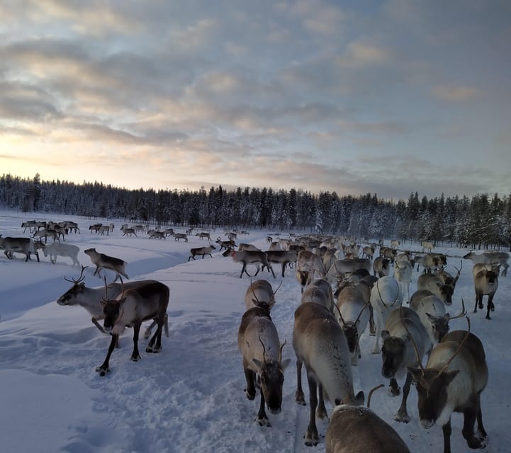 Rovaniemi: Private Reindeer Farm Visit and Walk-Along - A Small-Place Reindeer Visit That Feels Like Lapland, Not a Production