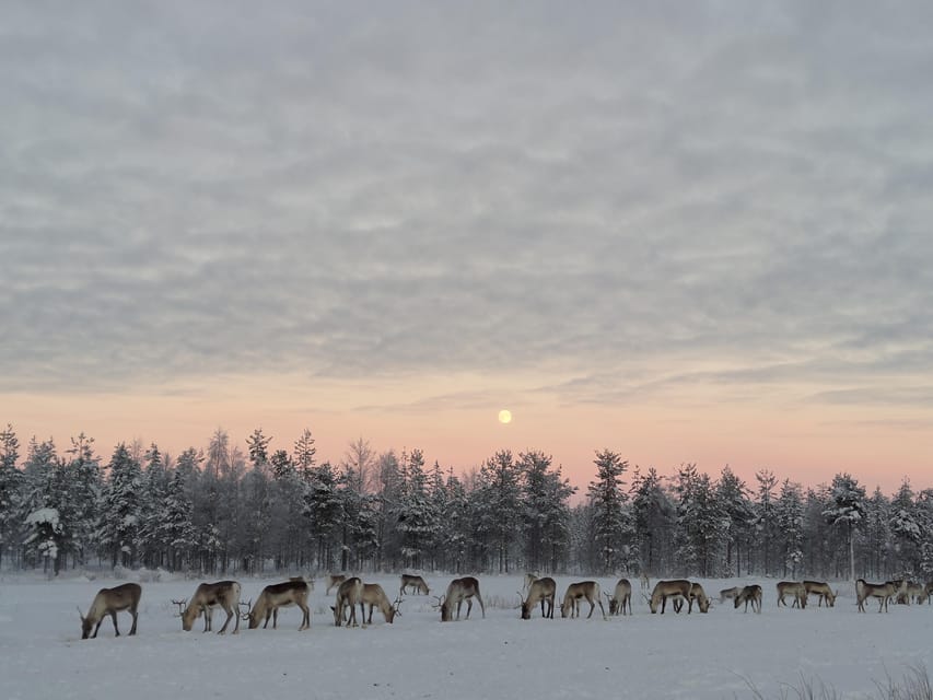Rovaniemi: Private Reindeer Farm Visit and Walk-Along - Feeding Lichen by Hand: The Moment Most People Remember