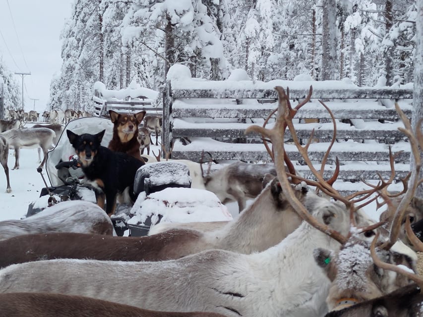 Rovaniemi: Private Reindeer Farm Visit and Walk-Along - Watching the Herd Run After the Sledge (And Getting Great Photos)