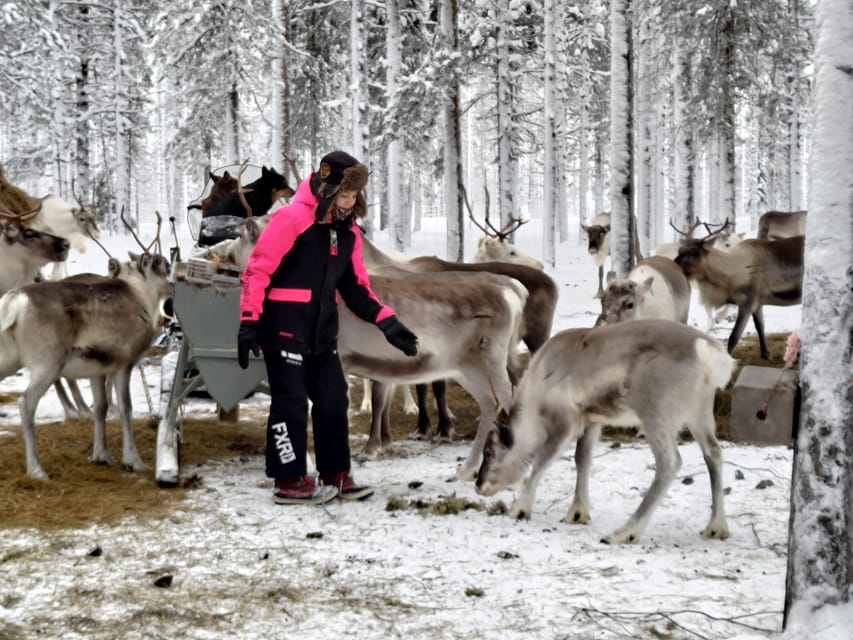 Rovaniemi: Private Reindeer Farm Visit and Walk-Along - The Kota-Tent Campfire Break: Hot Berry Juice and Homemade Comfort