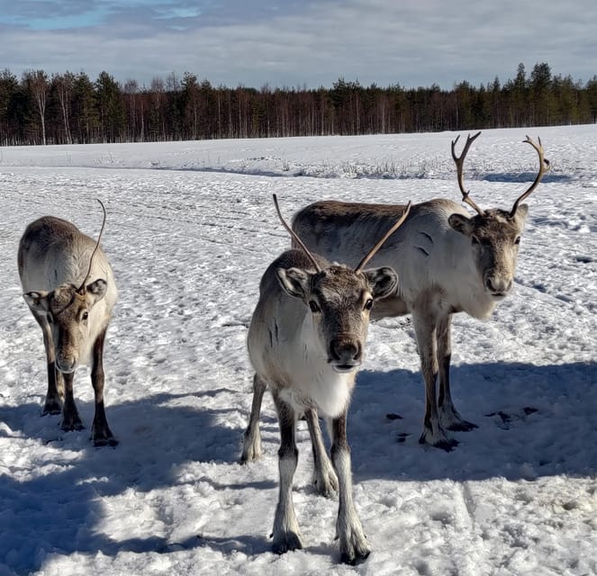 Rovaniemi: Private Reindeer Farm Visit and Walk-Along - If You Choose to Continue: A Forest Walk with Young Soon-to-Be Sledge Reindeer