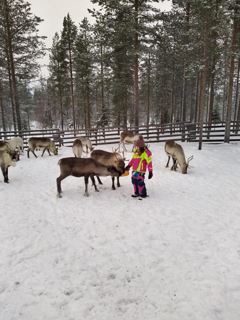 Rovaniemi: Private Reindeer Farm Visit and Walk-Along - Price and Value: What $165 Covers (And What It Doesn’t)