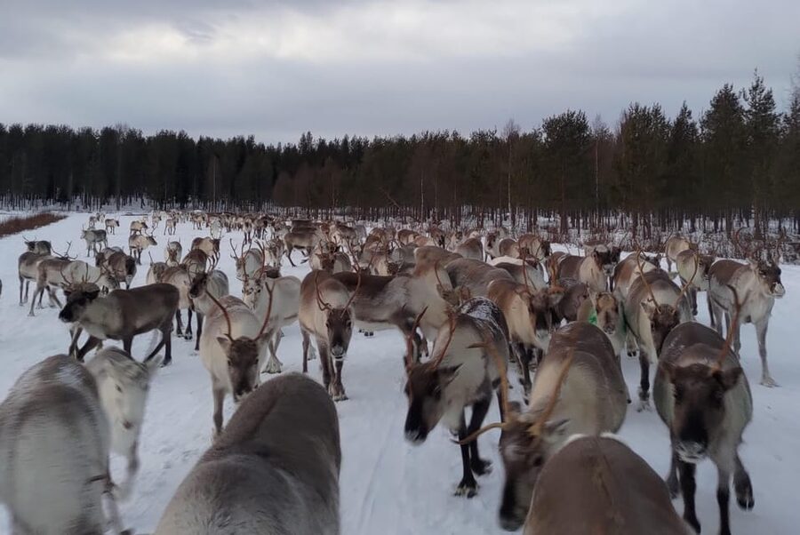 Rovaniemi: Private Reindeer Farm Visit and Walk-Along - Getting There from Rovaniemi: The Remote Part You Should Plan For