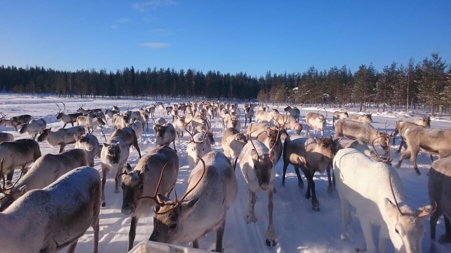 Rovaniemi: Private Reindeer Farm Visit and Walk-Along - How the Snowmobile Sledge Ride Sets the Mood Fast