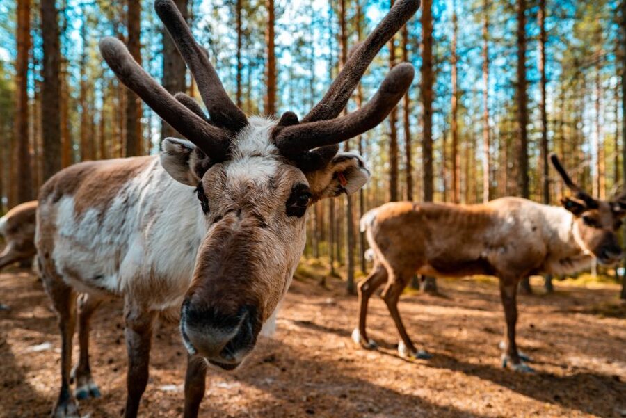 Rovaniemi: Quad Bike Safari, Reindeer & Husky Farm Visit - Key Highlights at a Glance
