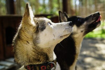 Rovaniemi: Quad Bike Safari, Reindeer & Husky Farm Visit - Reindeer and Husky Farm Time: More Than Just Photos