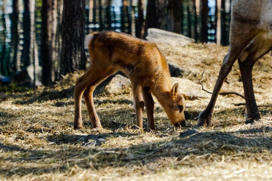 Rovaniemi: Quad Bike Safari, Reindeer & Husky Farm Visit - The 1-Hour Quad Bike (ATV) Ride Through Lapland Forest