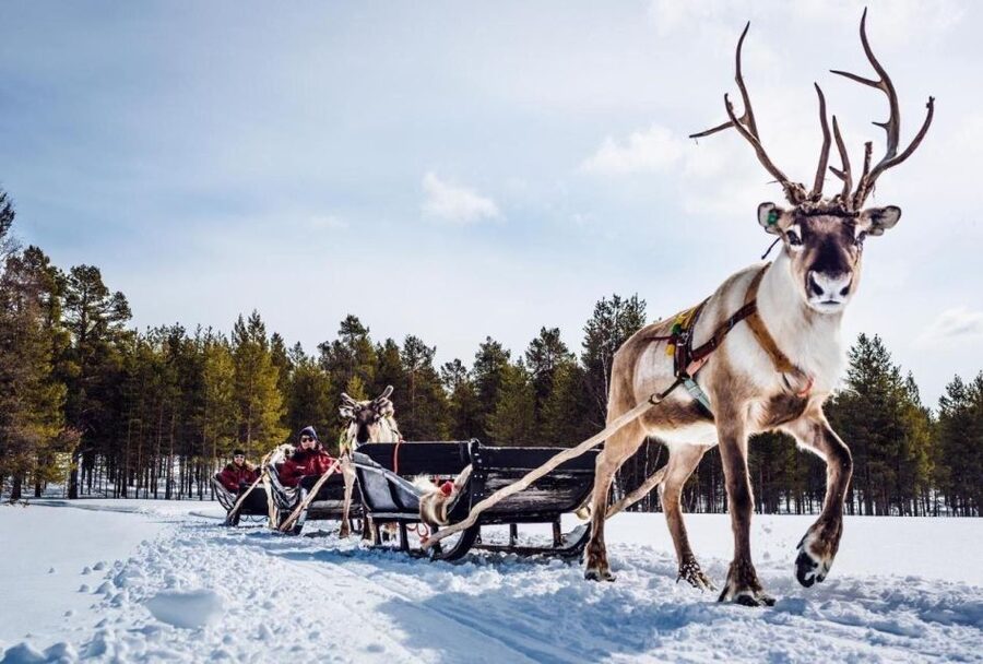 Rovaniemi: Reindeer Farm Tour with Sledge Ride & Pickup - What You’ll Really Do on This Rovaniemi Reindeer Tour