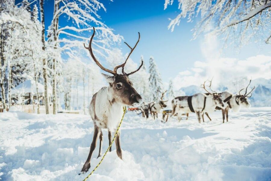 Rovaniemi: Reindeer Farm Tour with Sledge Ride & Pickup - Door-to-Door Pickup That Makes Winter Feel Less Intense