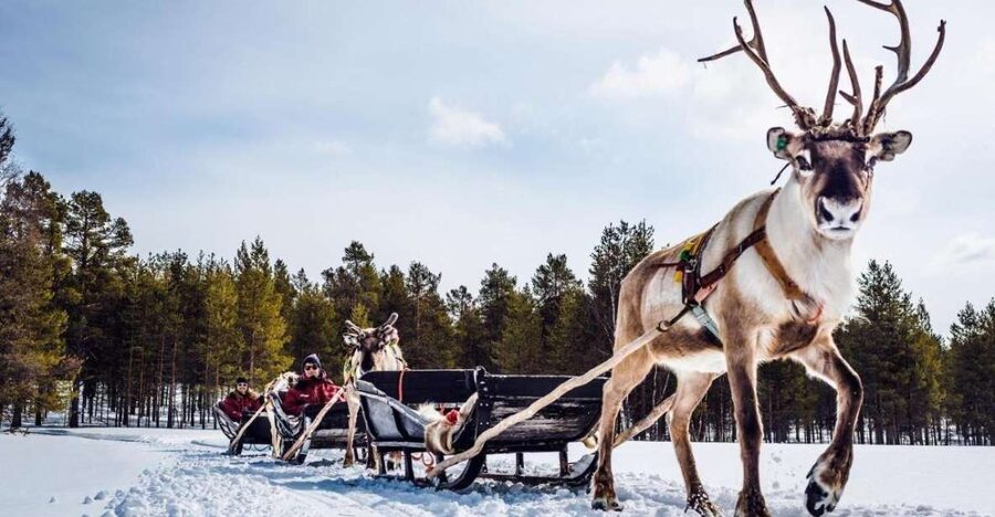 Rovaniemi: Reindeer Farm Tour with Sledge Ride & Pickup - Feeding and Petting: The Part Kids and Adults Both Enjoy