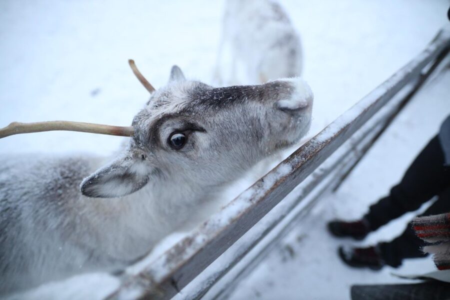 Rovaniemi: Reindeer Farm Tour with Sledge Ride & Pickup - Warming Up at the Herders’ House With Hot Drinks