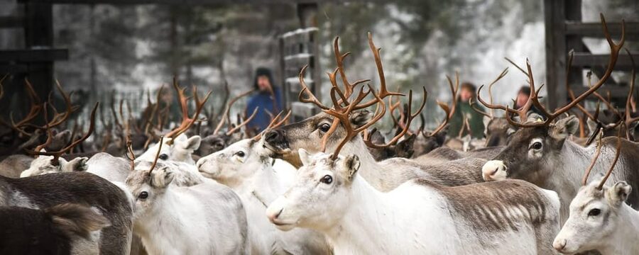 Rovaniemi: Reindeer Farm Visit and Sleigh Ride with transfer - Getting picked up in Rovaniemi: smooth start, real winter logistics