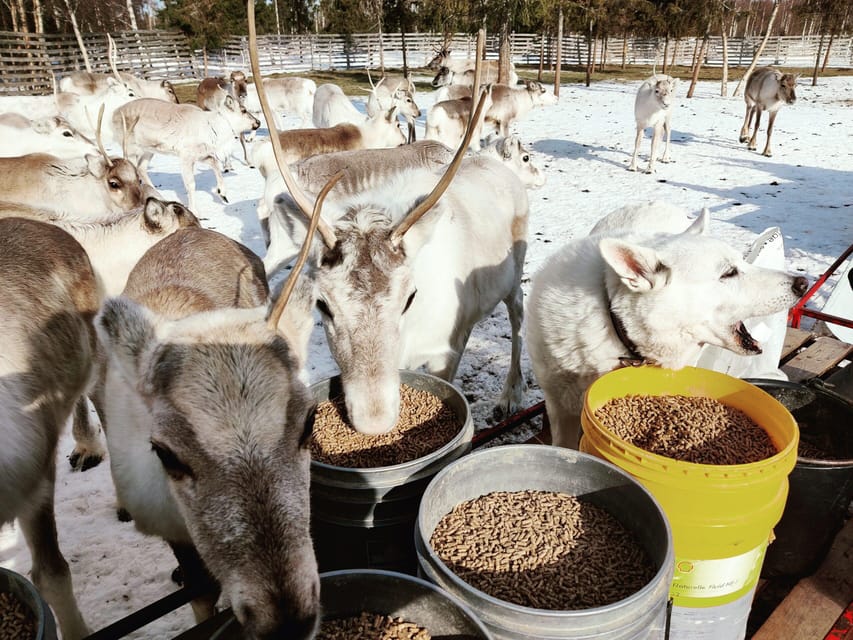 Rovaniemi: Reindeer Farm Visit and Sleigh Ride with transfer - The scheduling reality: short program, big expectations