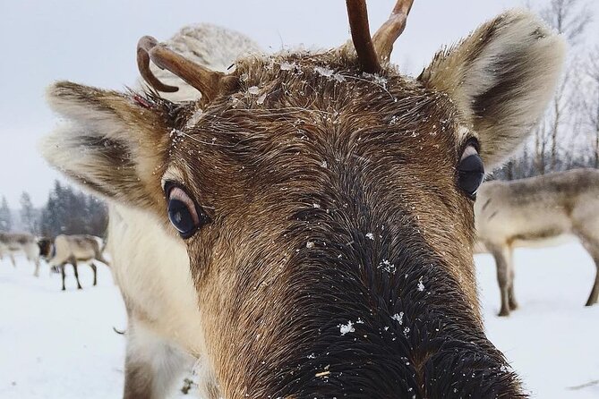 ROVANIEMI: Reindeer Farm Visit and Walking - Key takeaways