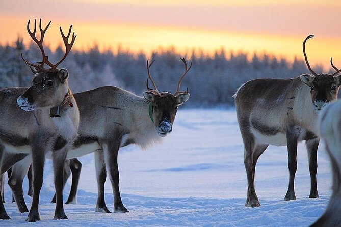 ROVANIEMI: Reindeer Farm Visit and Walking - From Rovaniemi morning to a family farm in snowy quiet
