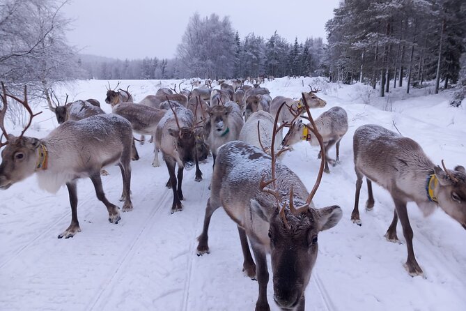 ROVANIEMI: Reindeer Farm Visit and Walking - Sámi herding stories: culture you can actually connect to
