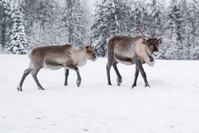 ROVANIEMI: Reindeer Farm Visit and Walking - Pickup at Poromiehentie 3 and what the drive adds
