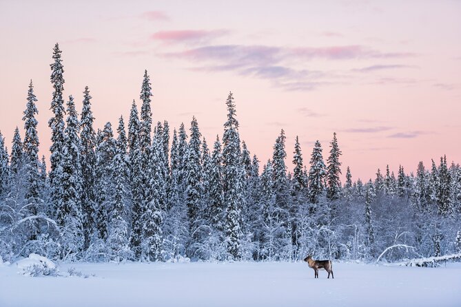 ROVANIEMI: Reindeer Farm Visit and Walking - Warming up by the fire with snacks and hot drinks