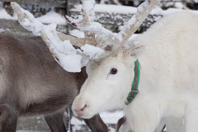ROVANIEMI: Reindeer Farm Visit and Walking - The reindeer walking through deep snow forest