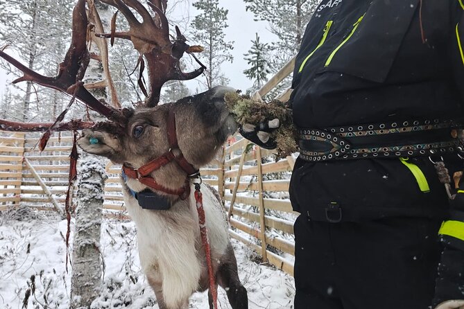 ROVANIEMI: Reindeer Farm Visit and Walking - Price and value: $119.27 buys a lot of time with people and animals