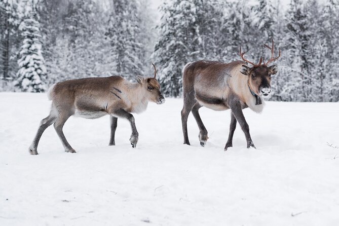 ROVANIEMI: Reindeer Farm Visit and Walking - Pickup at Poromiehentie 3 and what the drive adds