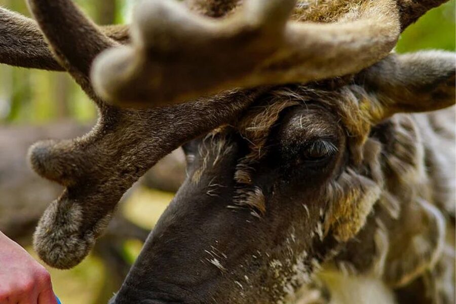 Rovaniemi: Reindeer Farm Visit in the Summer - Key Highlights You’ll Feel During the Tour