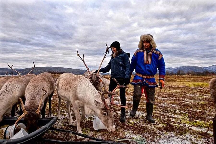 Rovaniemi: Reindeer Farm Visit in the Summer - Why a Summer Reindeer Farm Visit Works So Well in Rovaniemi