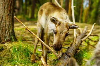 Rovaniemi: Reindeer Farm Visit in the Summer - Getting There: The NordicUnique Travels Start Point in Rovaniemi