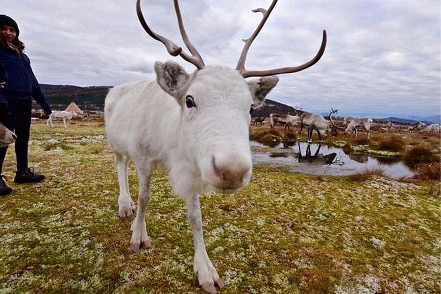 Rovaniemi: Reindeer Farm Visit in the Summer - Feeding Reindeer: Up Close, but Still Respectful