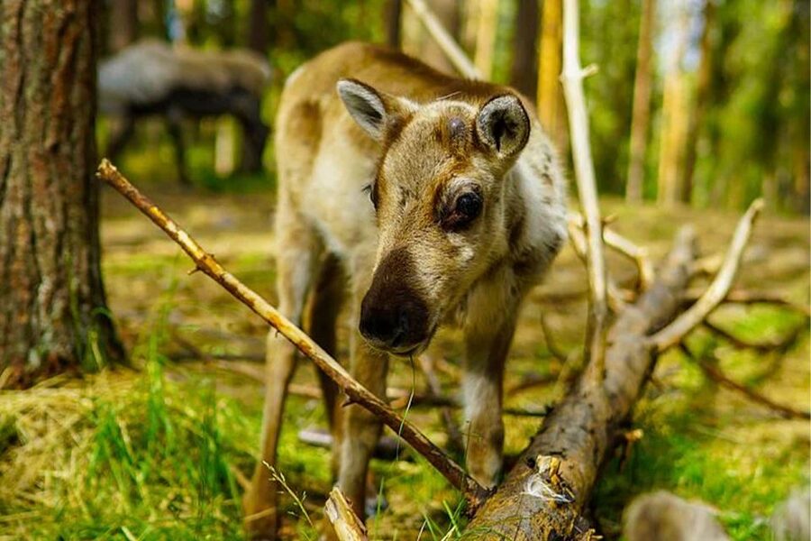 Rovaniemi: Reindeer Farm Visit in the Summer - Price and Value: Is $146 Worth It?