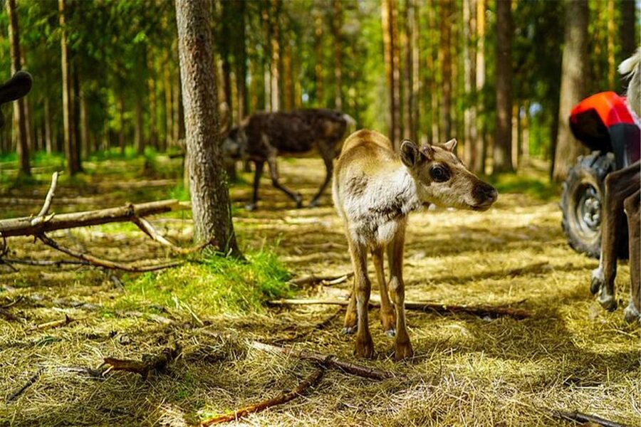 Rovaniemi: Reindeer Farm Visit in the Summer - Timing and Group Size: The Part You Should Not Ignore