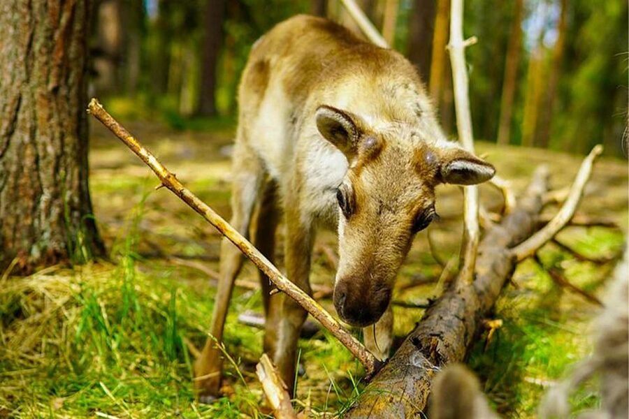 Rovaniemi: Reindeer Farm Visit in the Summer - Getting There: The NordicUnique Travels Start Point in Rovaniemi