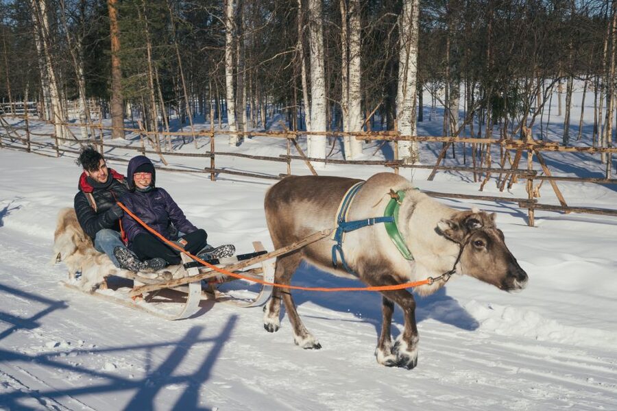 Rovaniemi: Reindeer Farm Visit with Photographer - The Photographer Part: How You Get Real Results