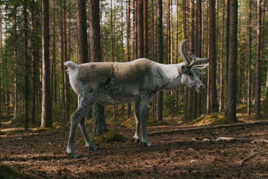 Rovaniemi: Reindeer Farm Visit with Photographer - What the Farm Guides Actually Teach You