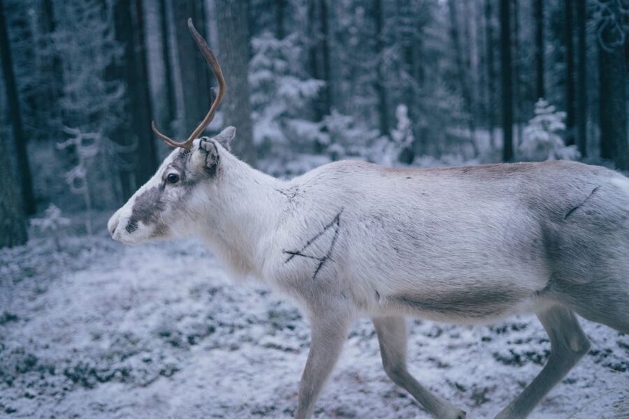 Rovaniemi: Reindeer Farm Visit with Photographer - Season Matters: What Might Change During Your Dates
