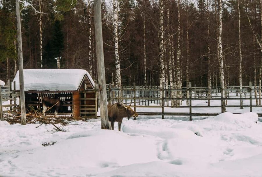 Rovaniemi: Reindeer Farm Visit with Sleigh Ride & Pickup - Key things to know before you go