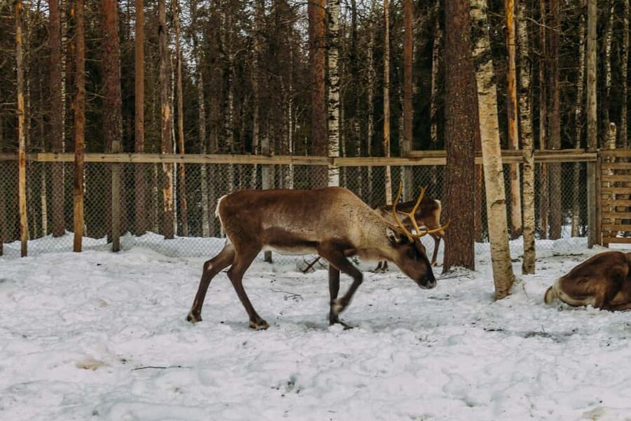 Rovaniemi: Reindeer Farm Visit with Sleigh Ride & Pickup - Raitola Reindeer & Husky Farm: meeting herders and real Arctic routines