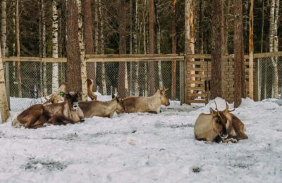 Rovaniemi: Reindeer Farm Visit with Sleigh Ride & Pickup - Van ride + two “secret stop” moments: why your 2 hours can feel busy