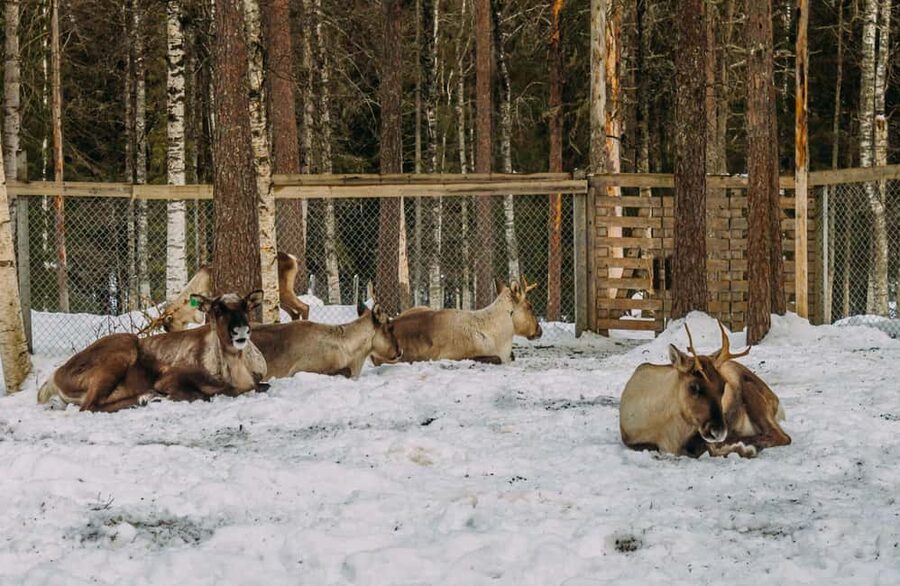 Rovaniemi: Reindeer Farm Visit with Sleigh Ride & Pickup - Van ride + two “secret stop” moments: why your 2 hours can feel busy