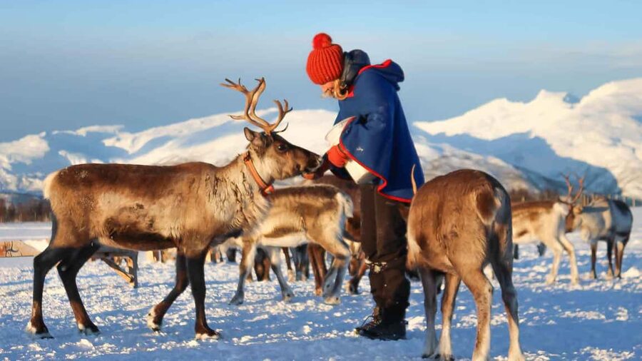 Rovaniemi: Reindeer Farm Visit with Sleigh Ride & Snacks - Key moments that make this tour worth your time