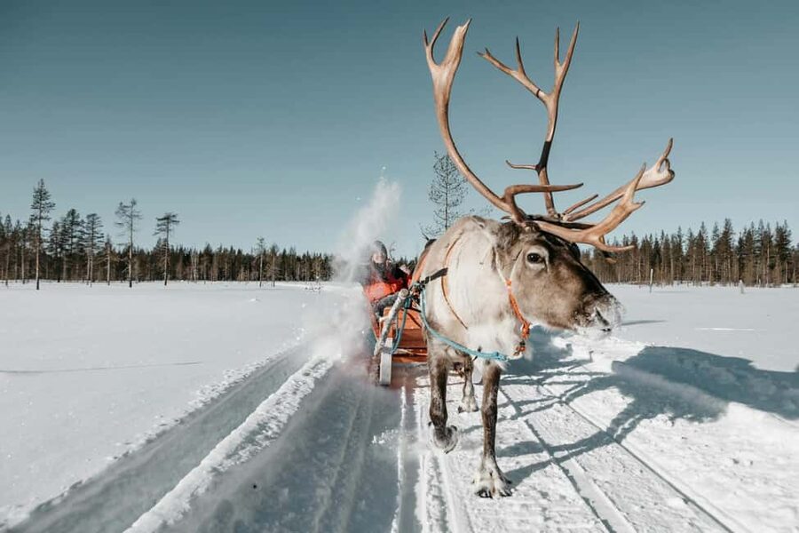 Rovaniemi: Reindeer Farm Visit with Sleigh Ride & Snacks - Reaching the Farm: Hotel Pickup That Keeps You Moving