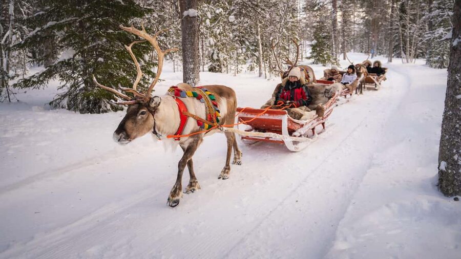 Rovaniemi: Reindeer Farm Visit with Sleigh Ride & Snacks - Who Should Book This Reindeer Farm Visit in Rovaniemi?