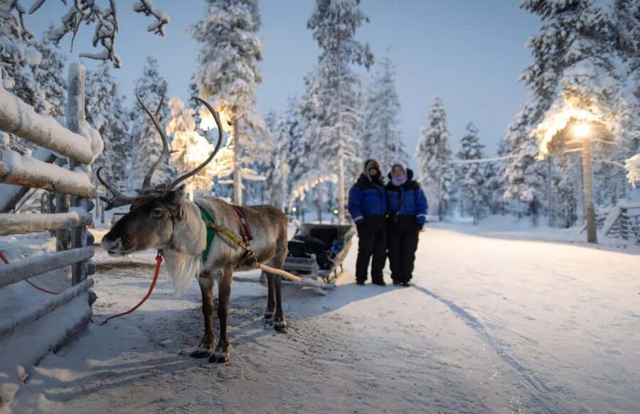 Rovaniemi: Reindeer Farm Visit with Sleigh Ride & Snacks - Meet the Herd: Feeding Reindeer and Learning the Sámi Connection