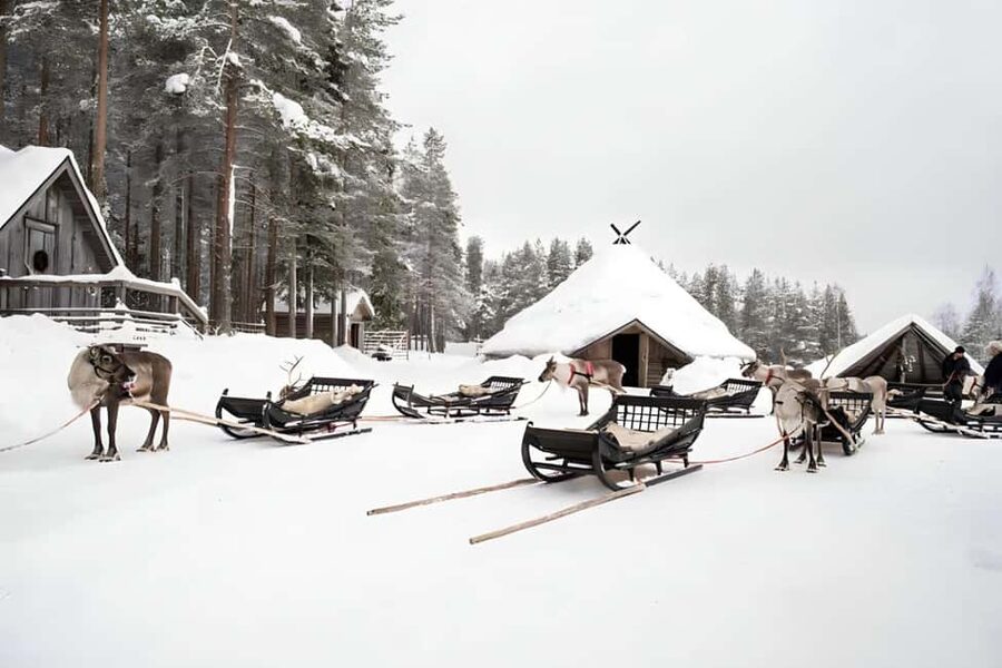 Rovaniemi: Reindeer Safari at 200-Year-Old Farm & Sled Ride - Meet and Feed the Reindeer: Up Close, Calm, and Worth the Time