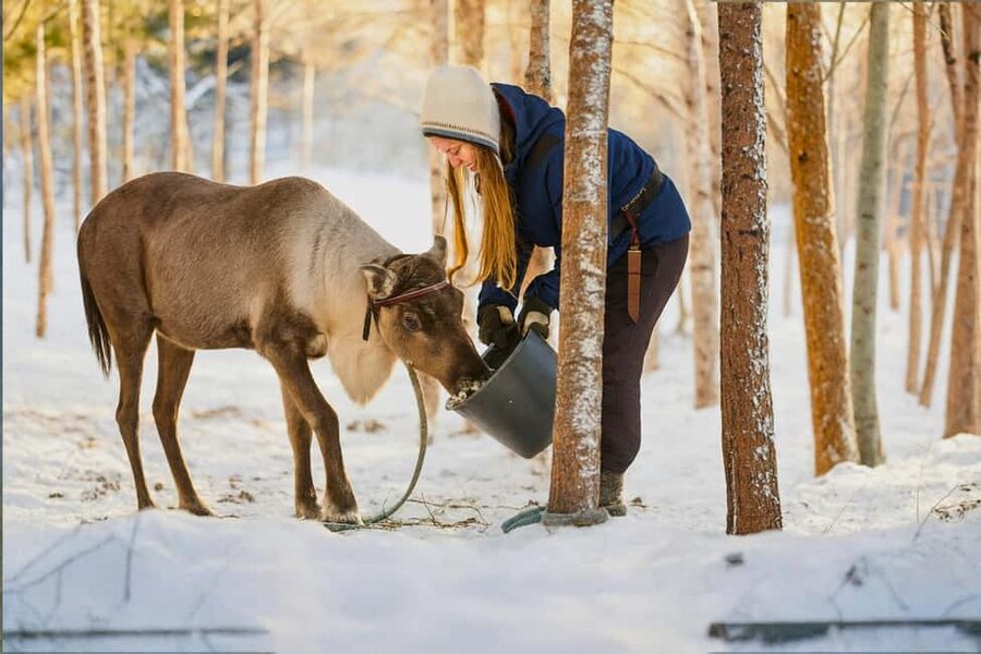 Rovaniemi: Reindeer Safari at 200-Year-Old Farm & Sled Ride - Price and Value: Does $211 Buy You Enough Lapland?